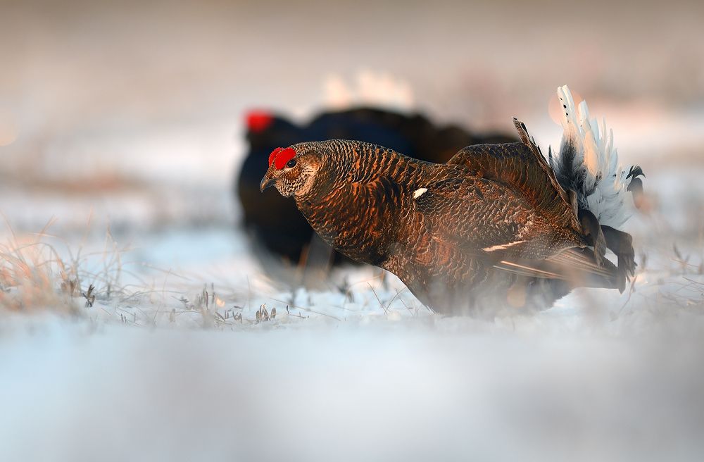 Куропёрый тетерев.