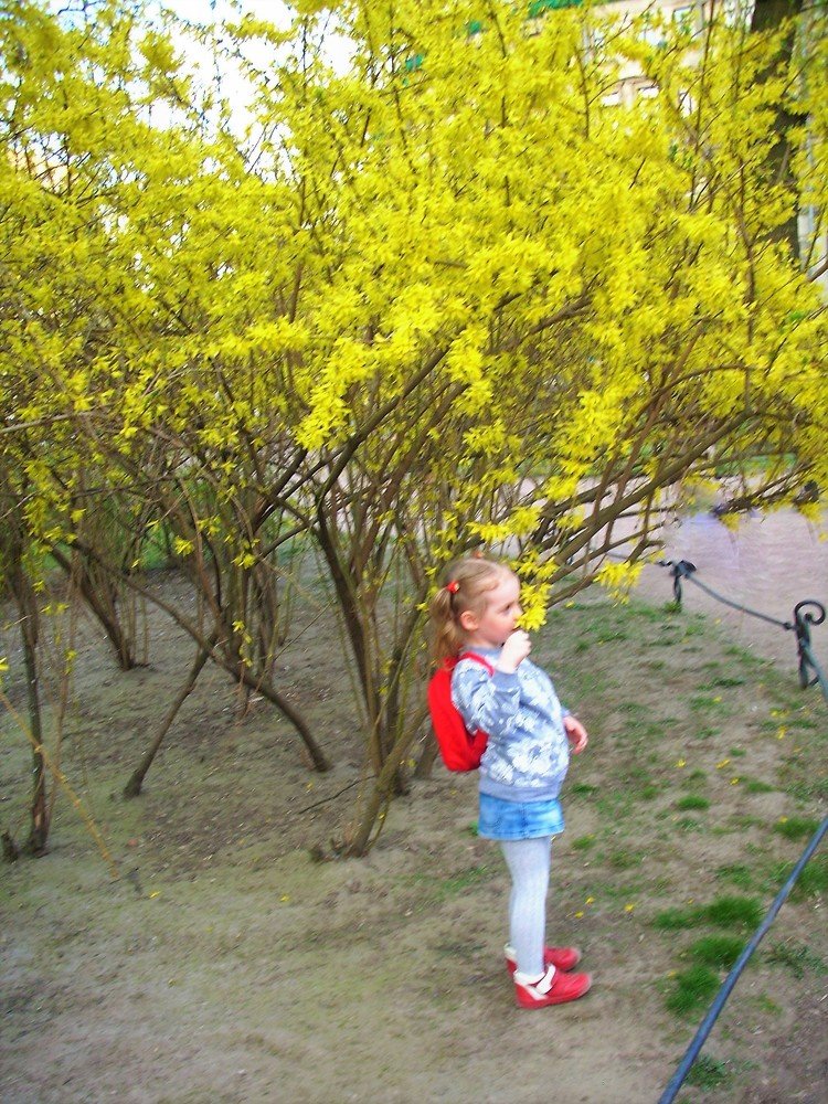 Весенние запахи