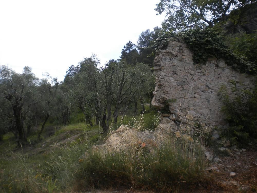 Olive grove