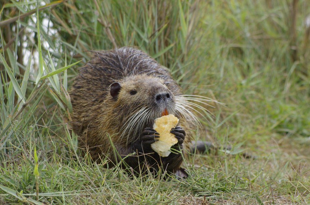 feeding Coypu