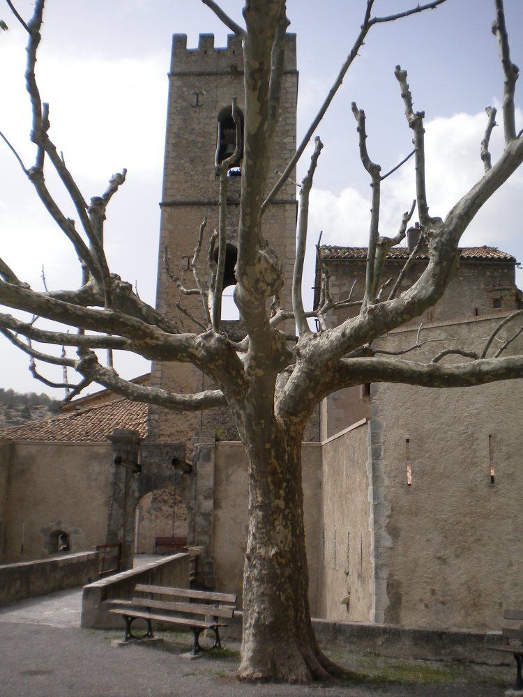 Until the bare spring tree