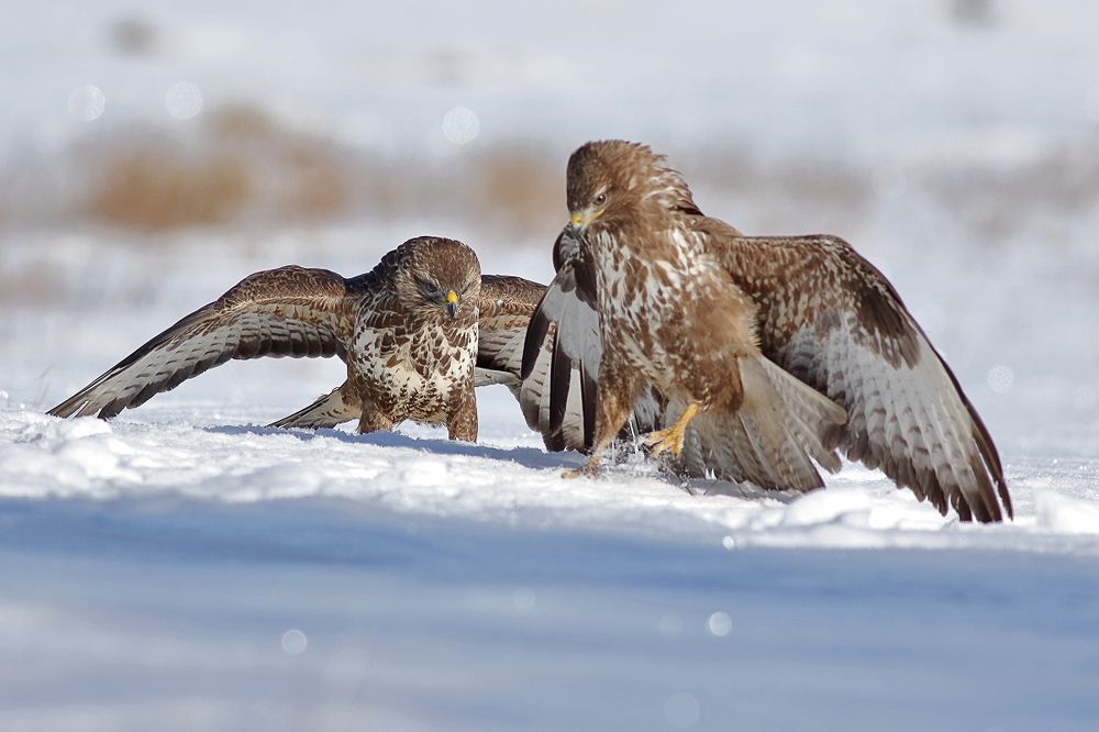 Нежданный гость..
