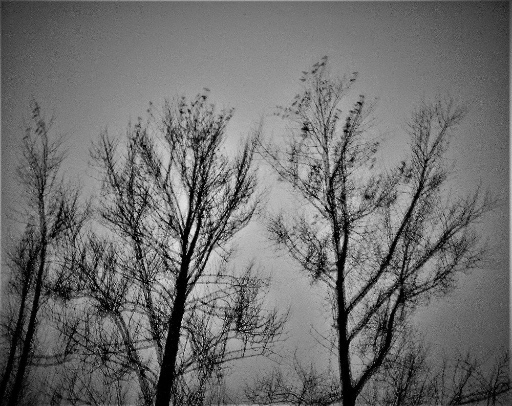 Грачи прилетели!..