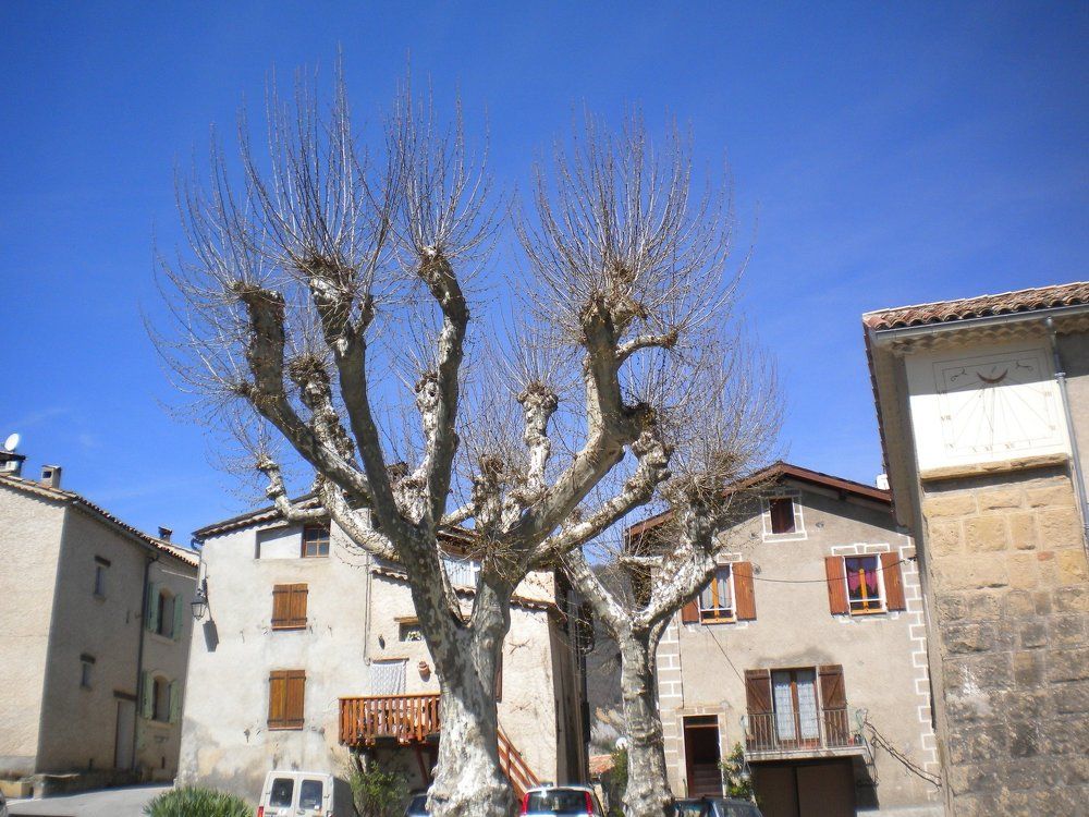 Spring trees and a sundial