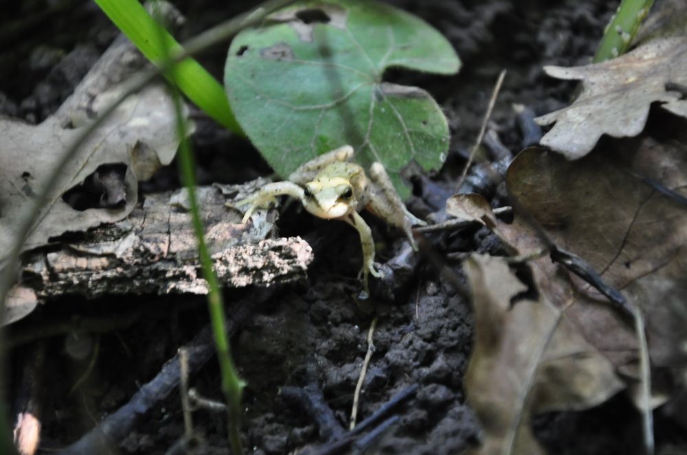 Прогулка по суше