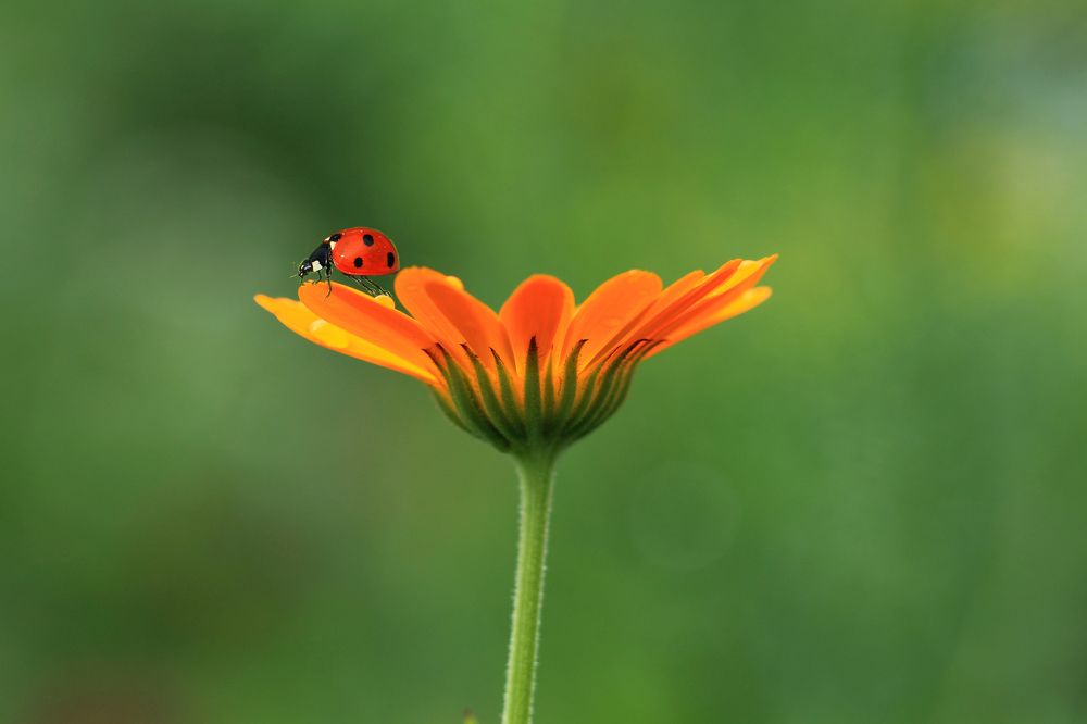 Минимализм