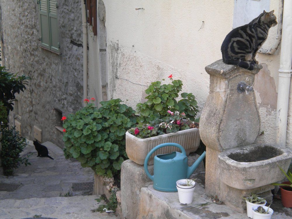 The true owners of the streets of Provencal towns