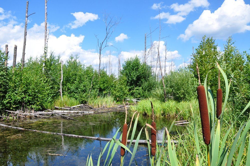 Пруд царевны лягушки