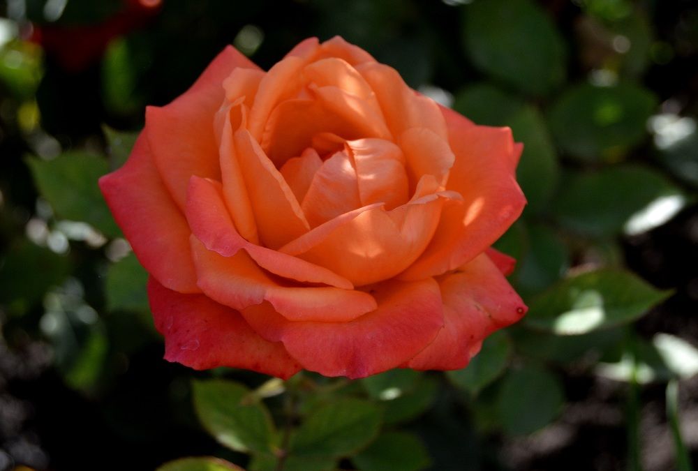 Роза красная моя......