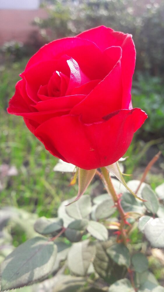 rose