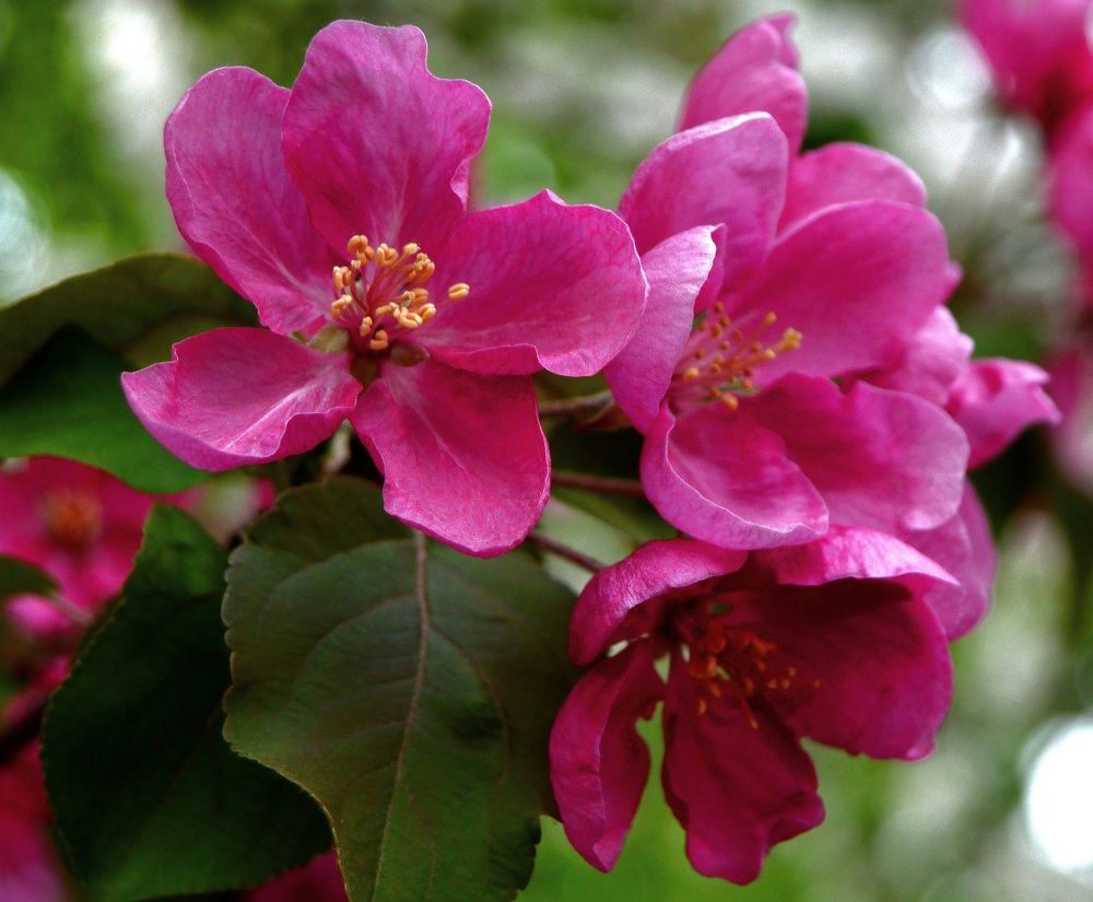 Цвет яблони.