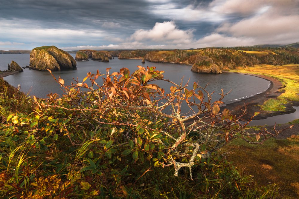 Тихоокеанское утро