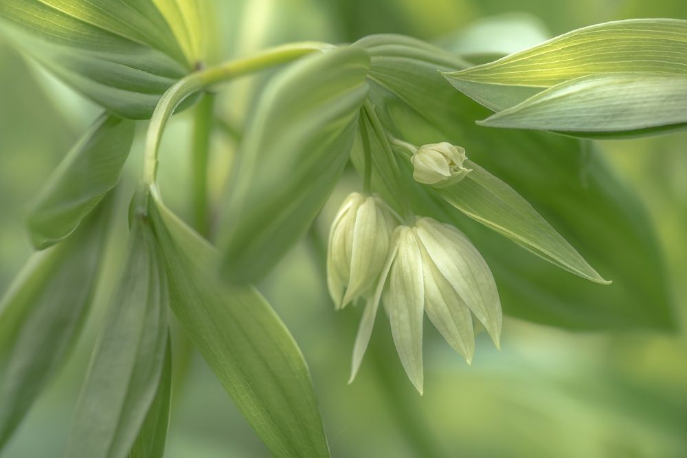 Секрет нежности