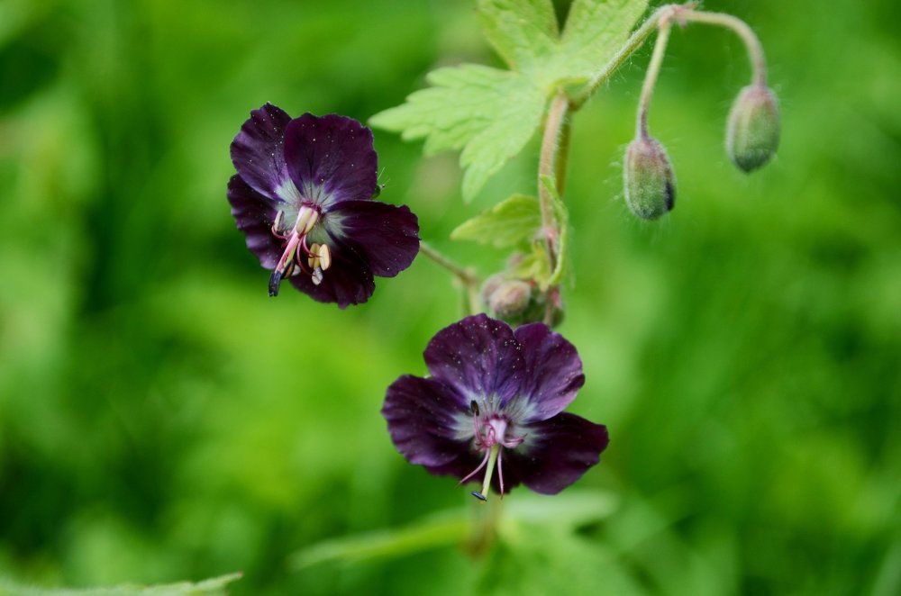 Geranium
