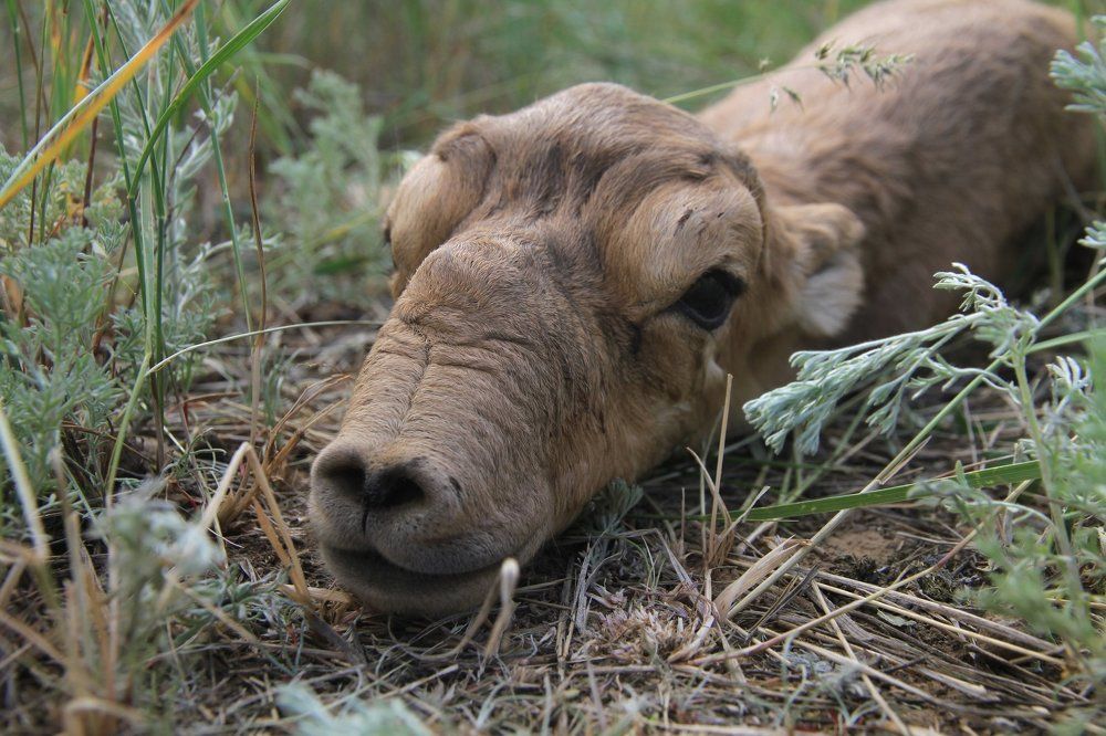 В ожидании матери.