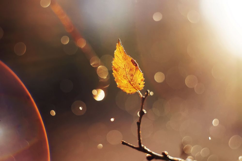 Последний лист