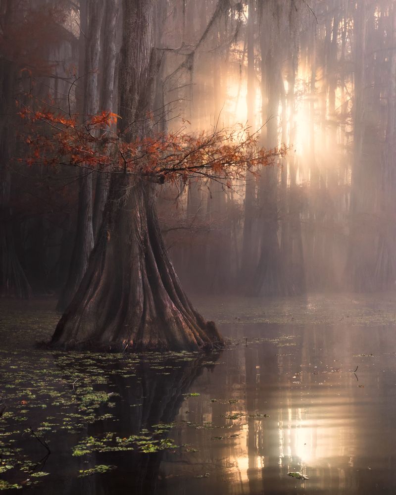 Стражи болот 5