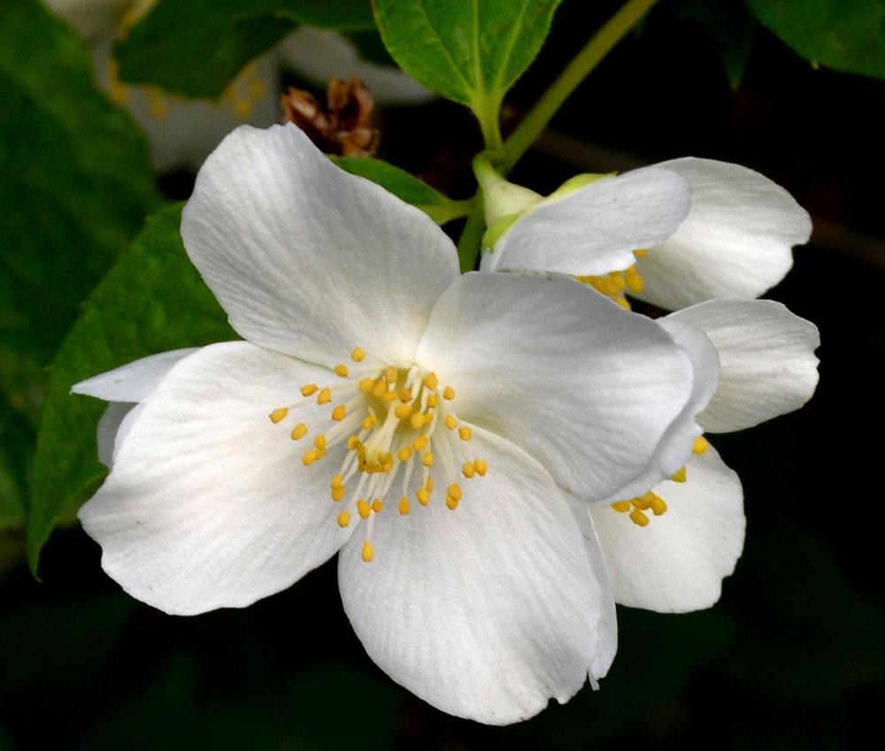 Цветок жасмина