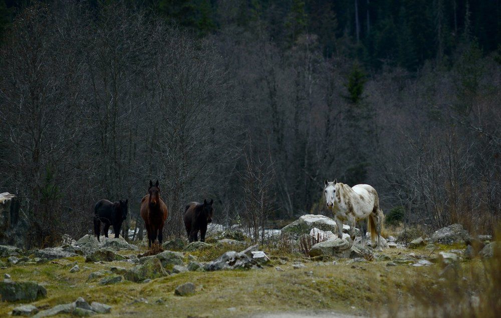 Фотография автора Медведев Сергей