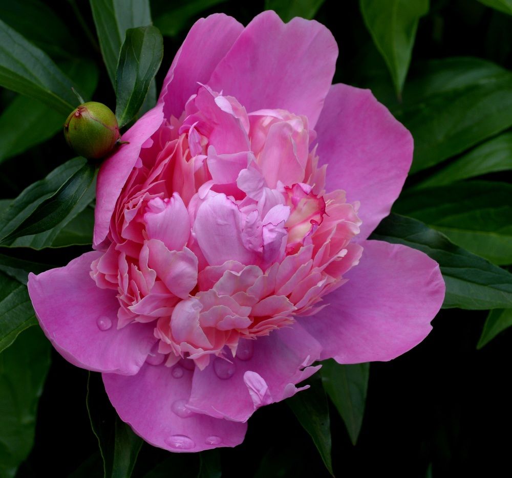 Цветок пиона