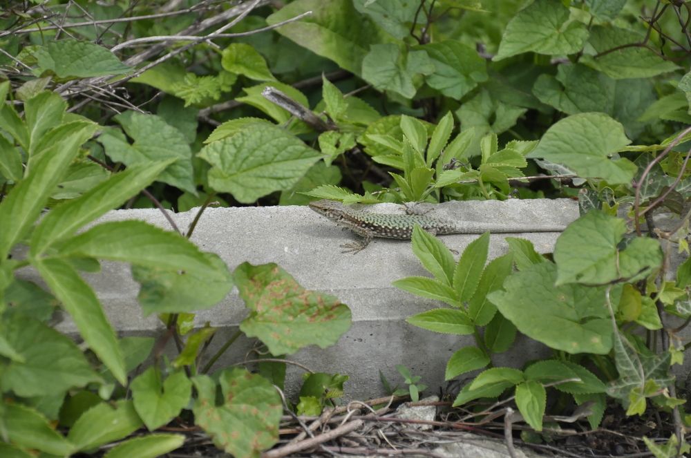 На прогулке