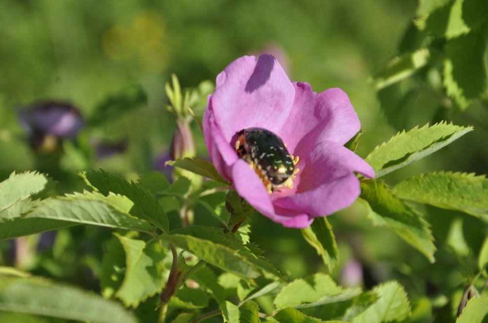 за нектаром