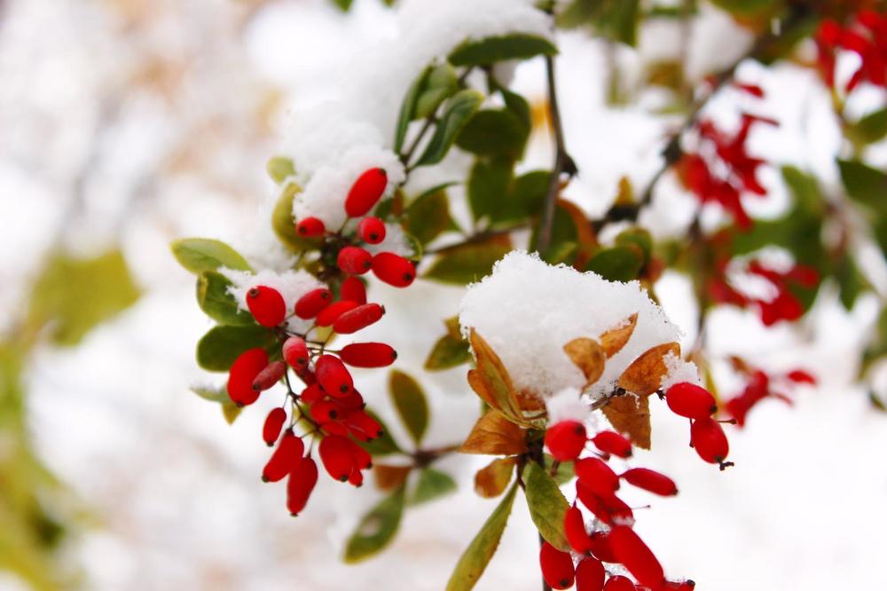 Барбариски