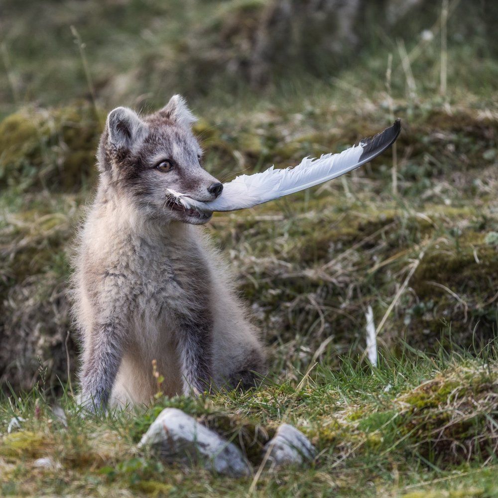 Маленький разбойник