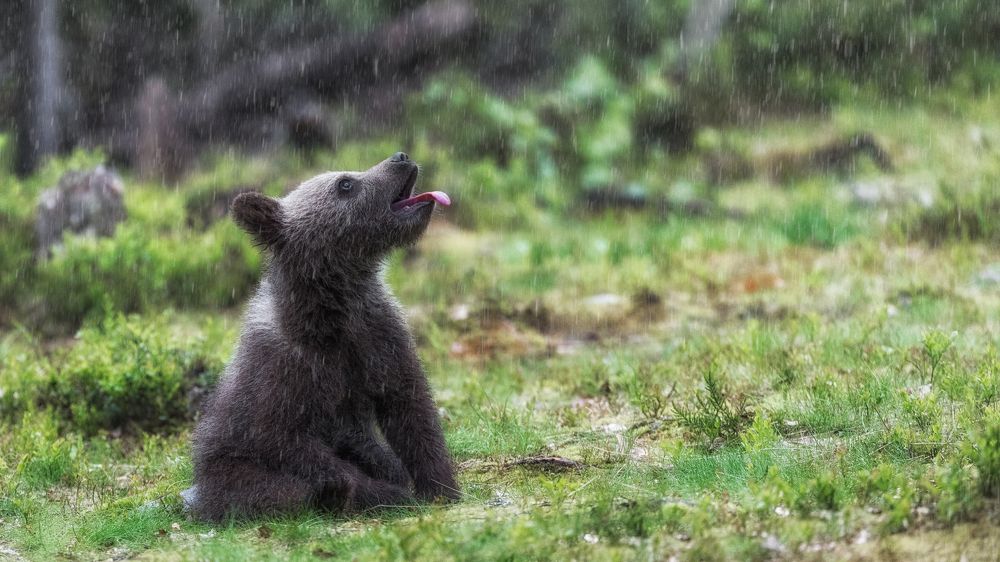 Такой большой и непонятный мир.