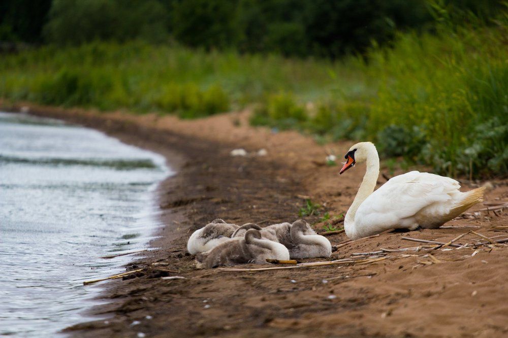 Photograph by Сергей Осипов