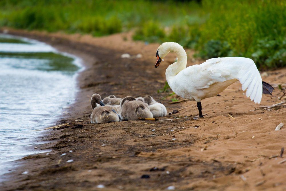 Лебединая йога