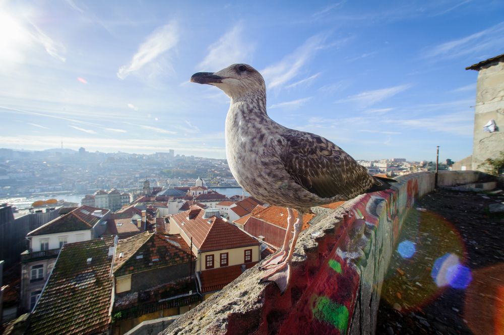 Чайка на фоне Порту