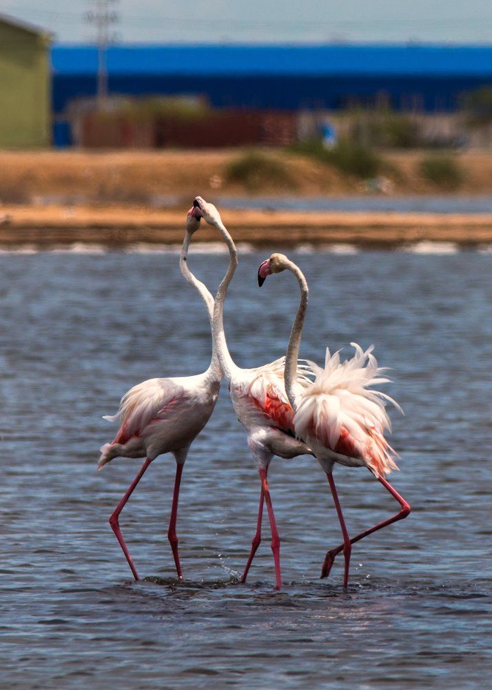 Ангола фламинго