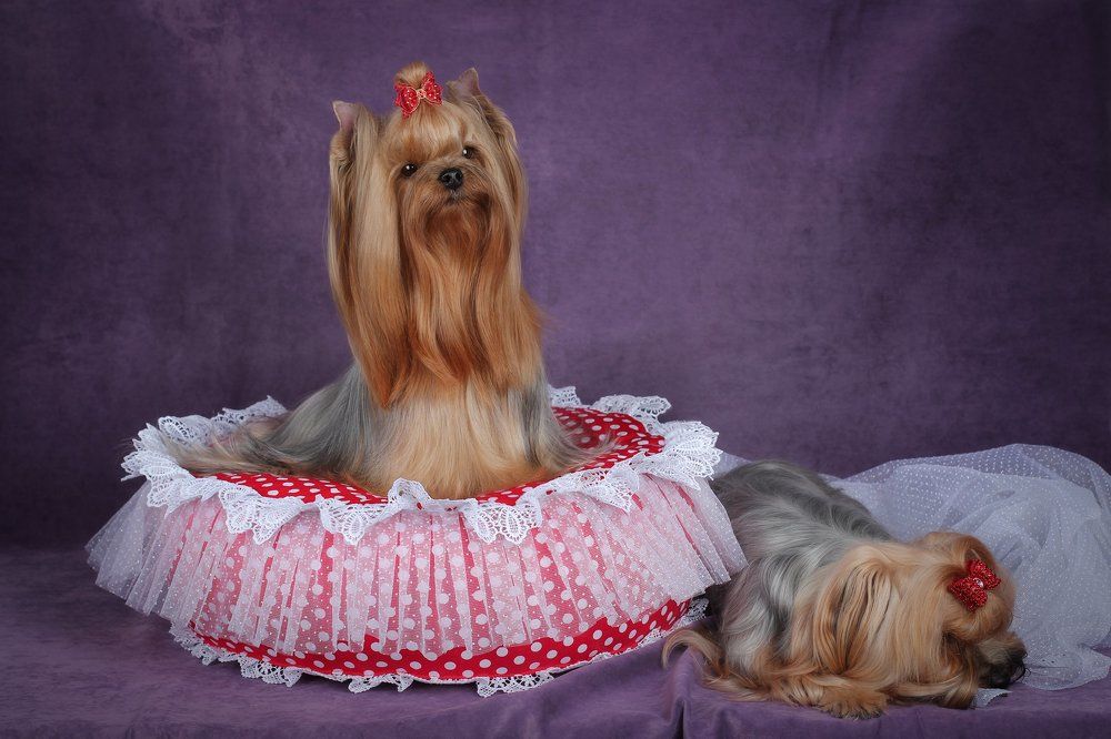 Милые йорки