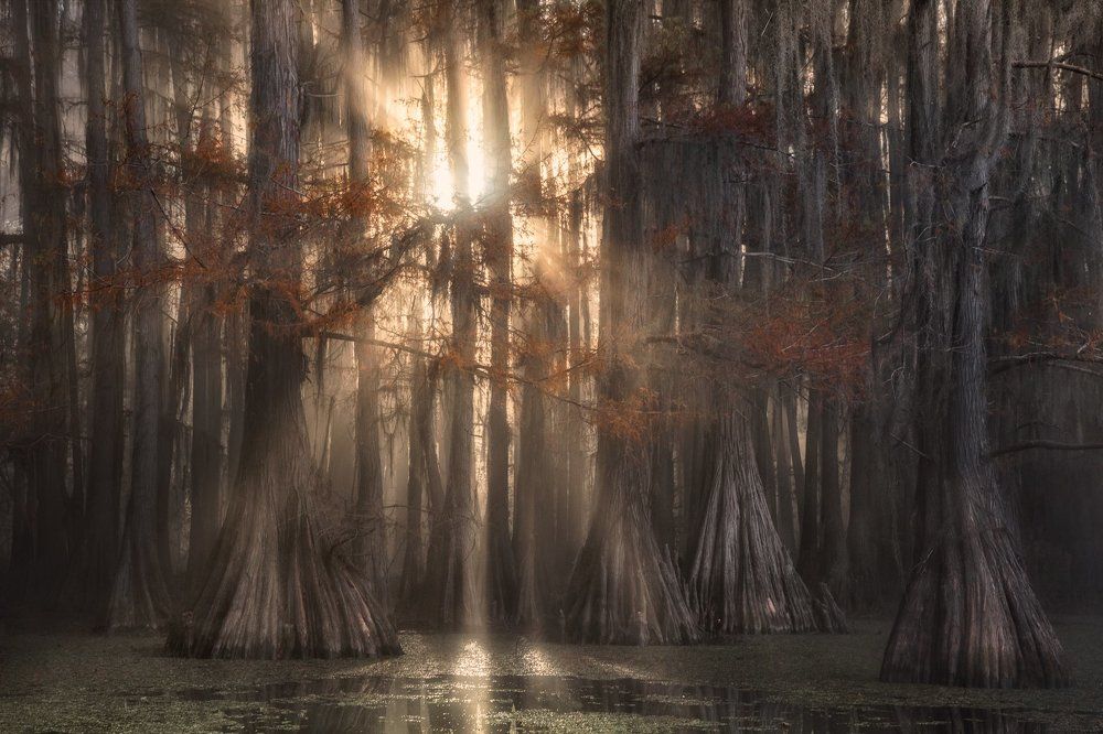 Сказочный лес