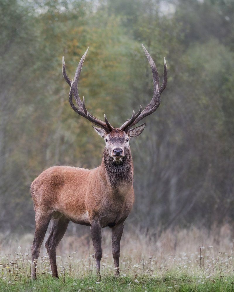 Благородные олени