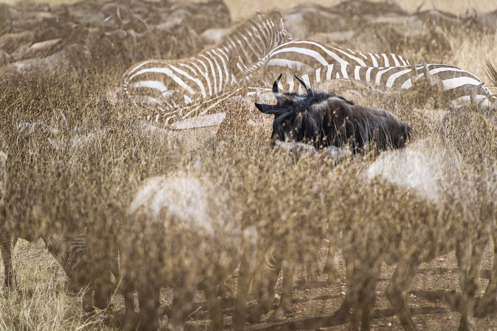 Мульти-Африка