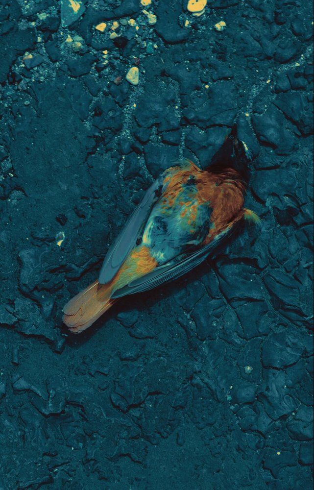 Photograph by Юлия Абакина