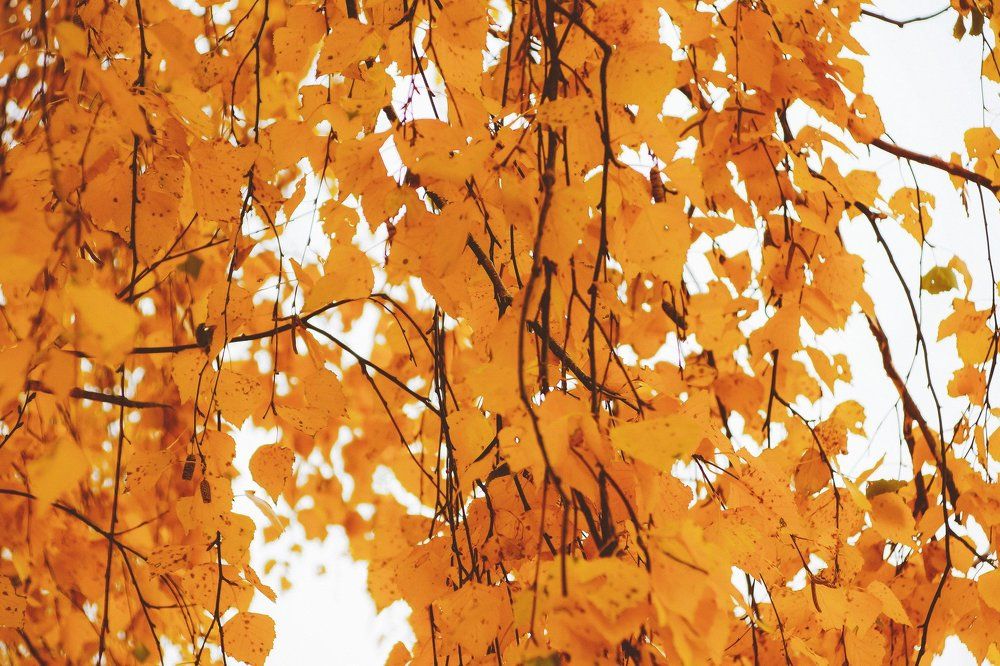 Листья желтые