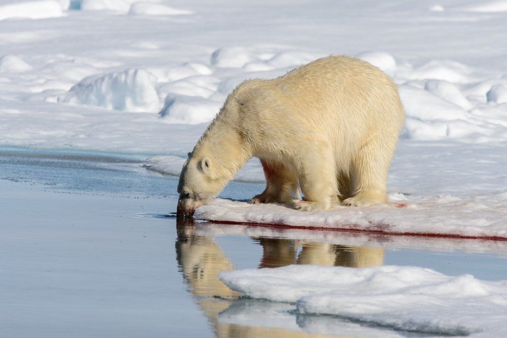 Белый медведь