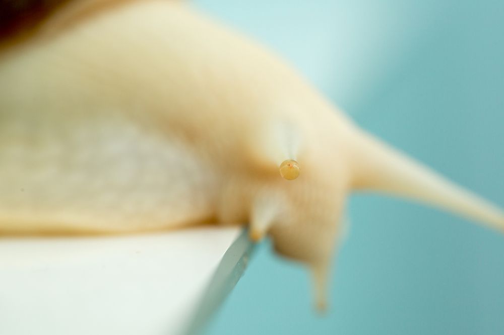 я наблюдаю за вами