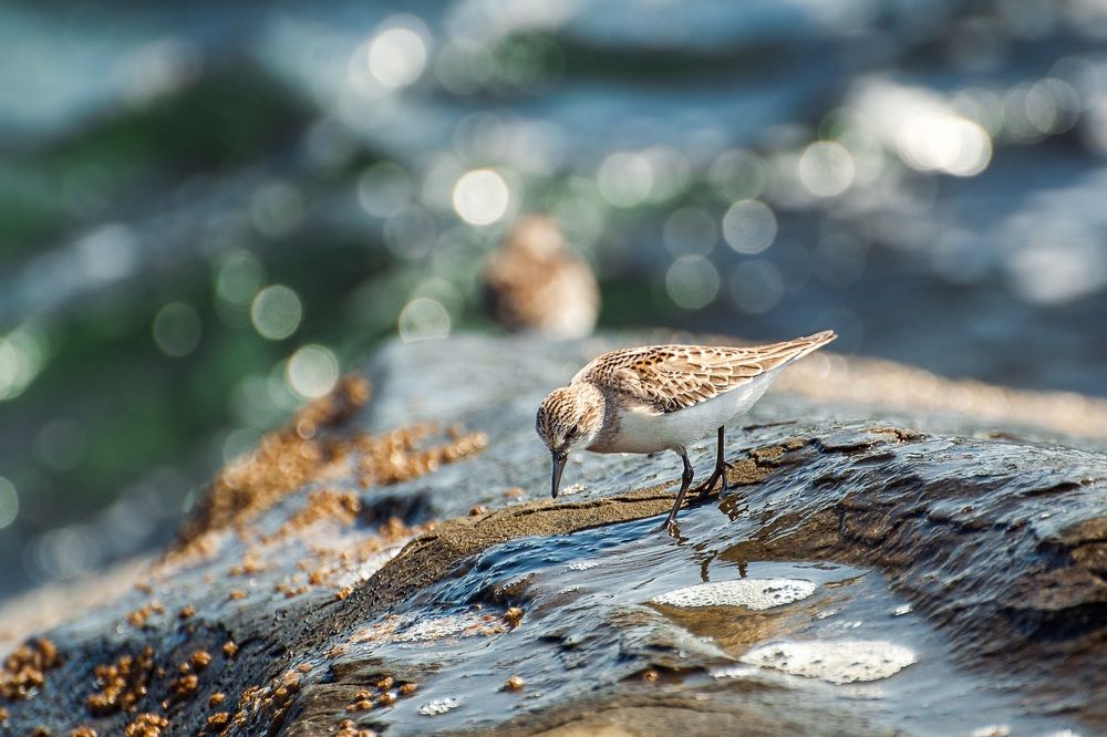 На берегах Японского...