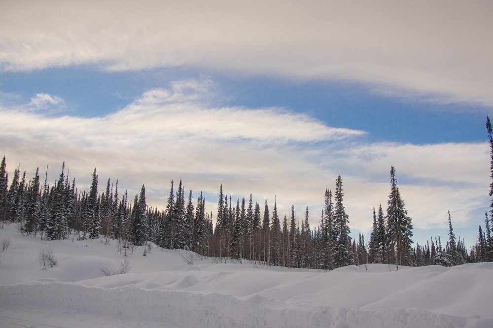 сибирская тайга
