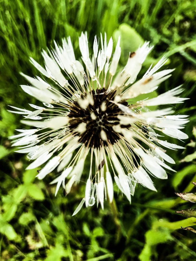 Мокрый одуванчик