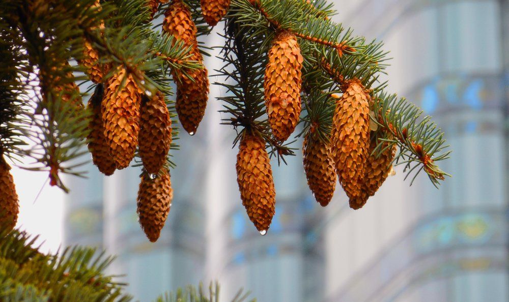 После дождя