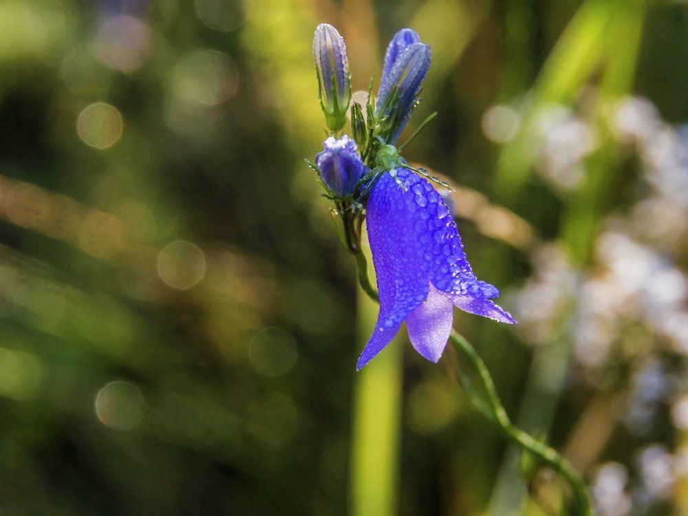 Синий цветок