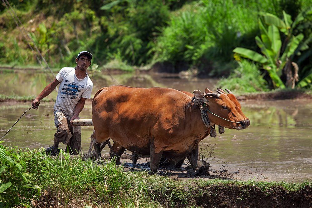 Распашка рисового поля. Бали