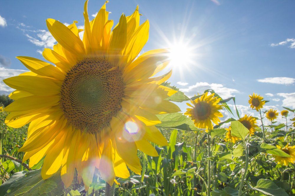 солнечный день