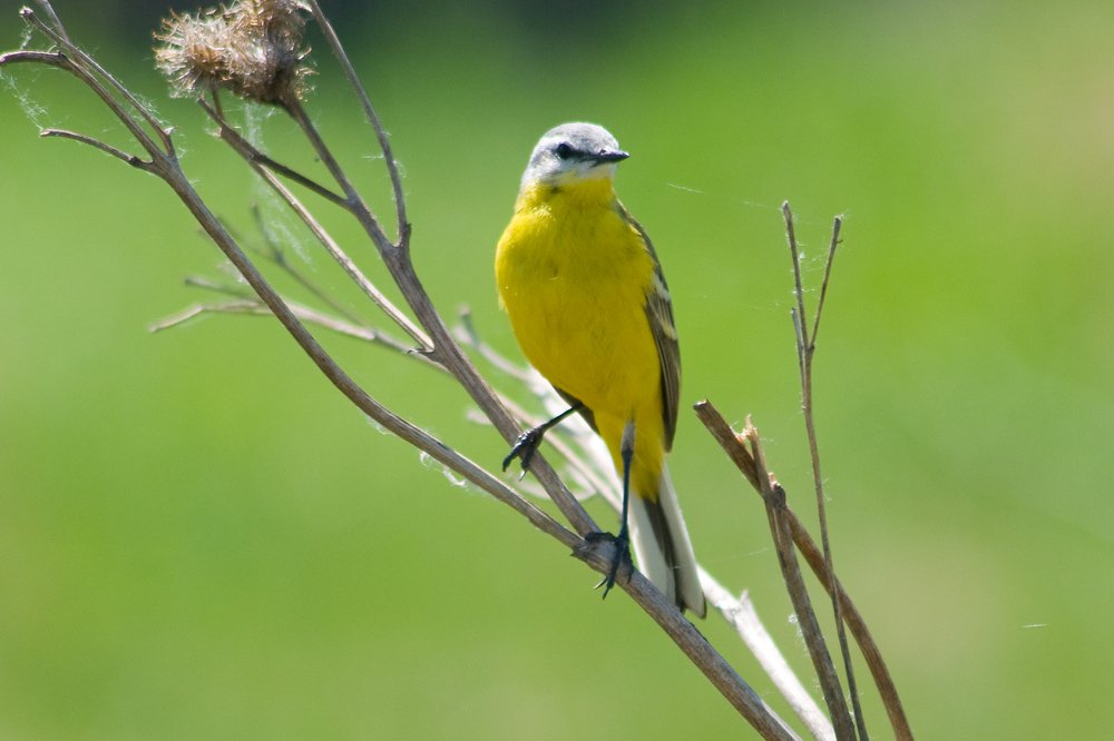 Желтая  трясогузка