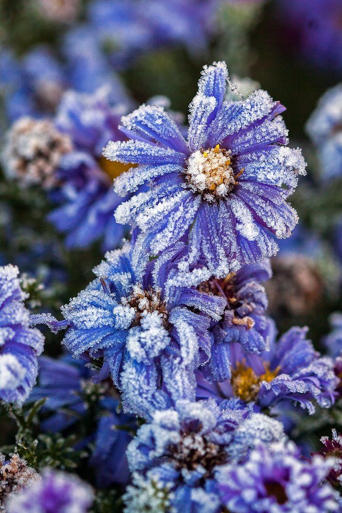 Ранние заморозки